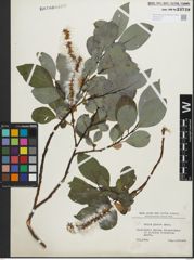 Foto von Salix glabra Scop.
